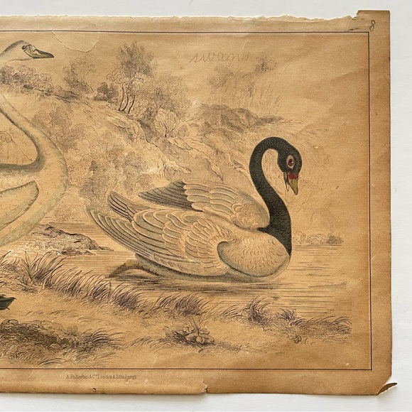 Antique Bird Illustrations - book plate etchings - Picture 12 of 15